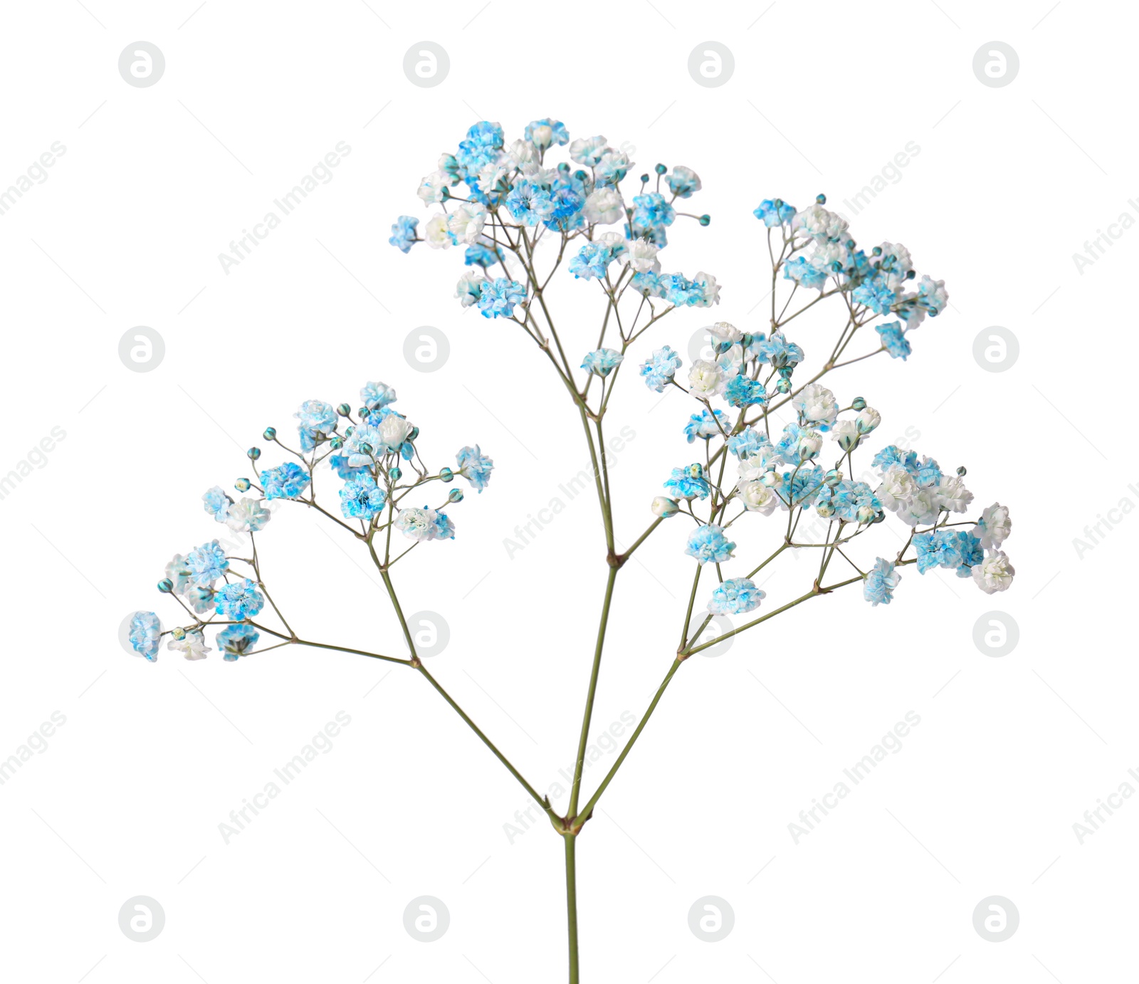 Photo of Beautiful colorful gypsophila flowers on white background