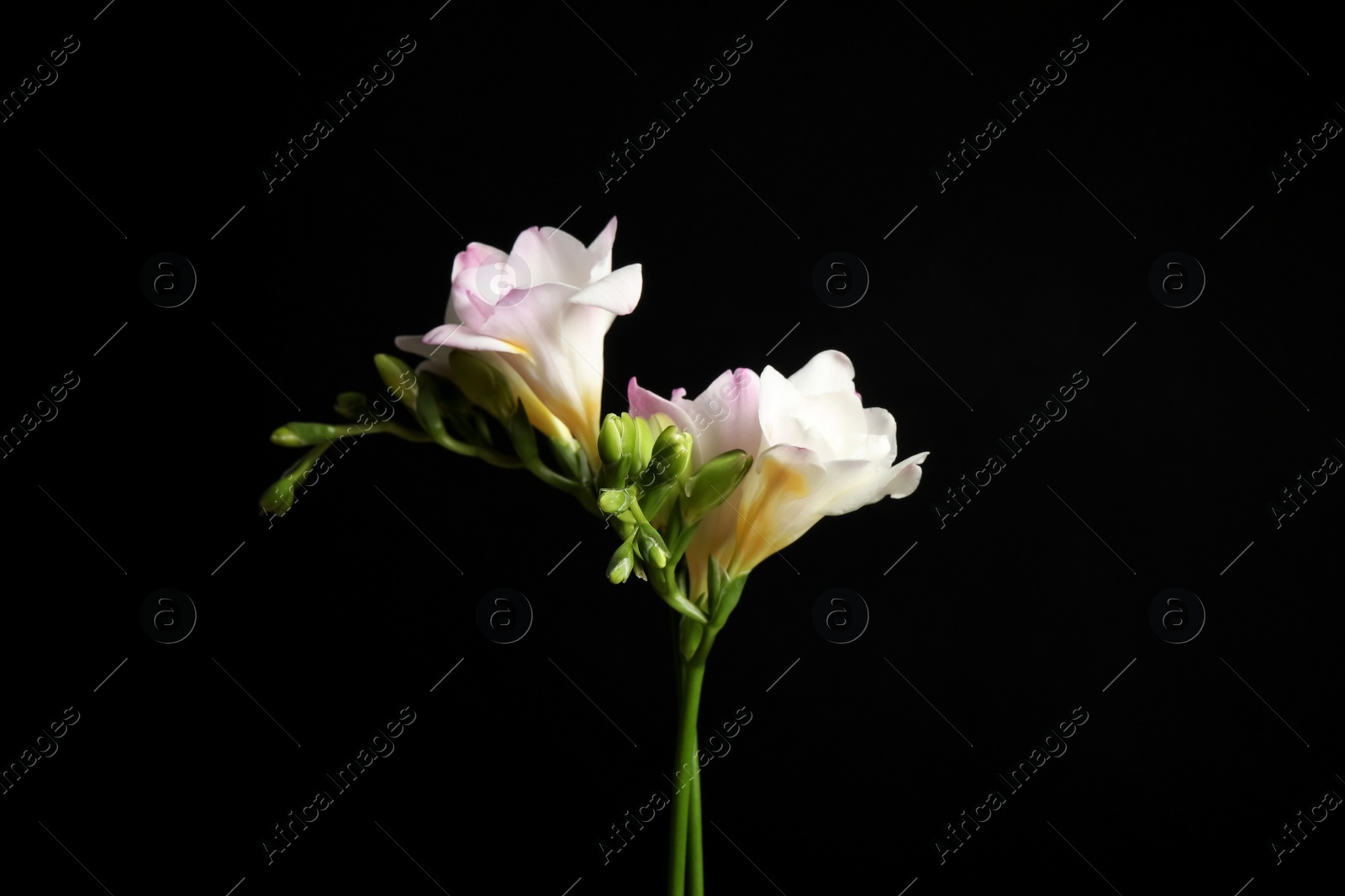 Photo of Beautiful tender freesia flower on black background