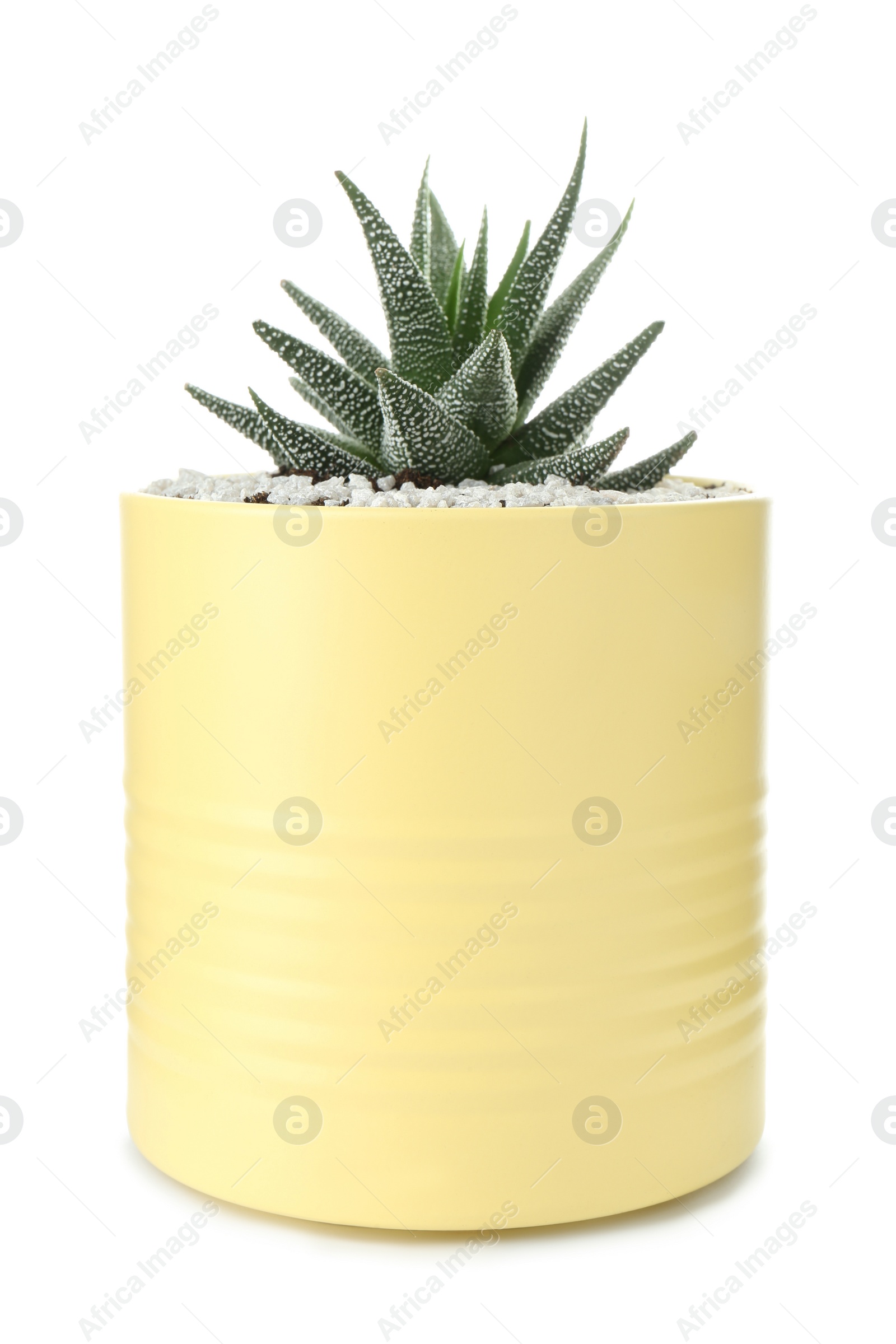 Photo of Beautiful succulent plant in painted tin can isolated on white. Home decor