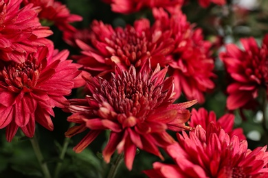 Beautiful red chrysanthemum flowers with leaves, closeup