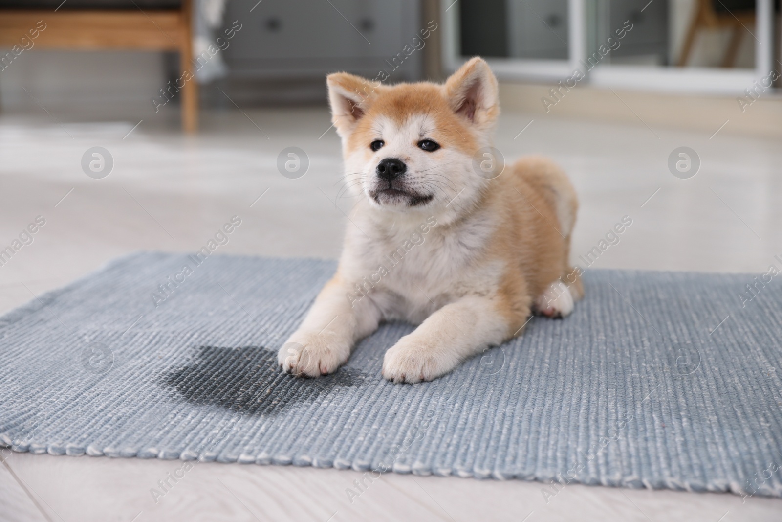 Photo of Adorable akita inu puppy near puddle on rug at home