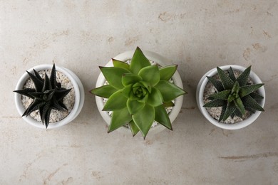 Photo of Beautiful succulent plants in pots on light gray textured background, flat lay