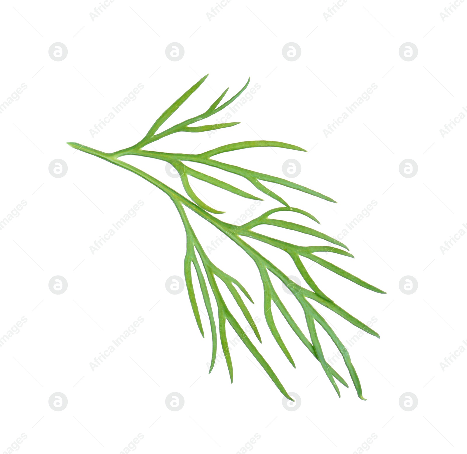 Photo of Sprig of fresh dill isolated on white