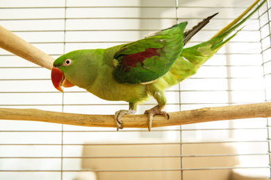 Beautiful Alexandrine Parakeet on branch in cage