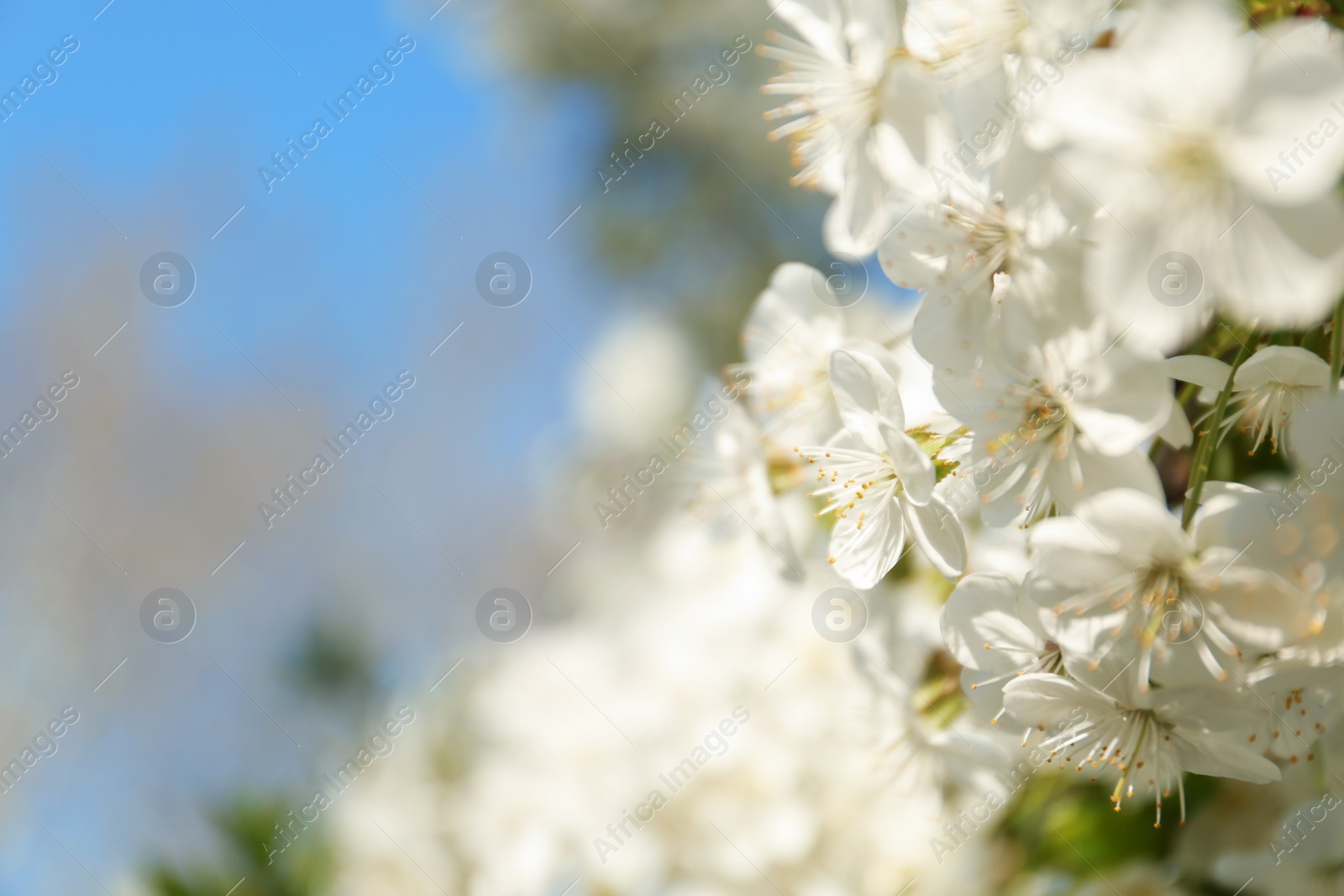 Photo of Blossoming cherry tree, closeup