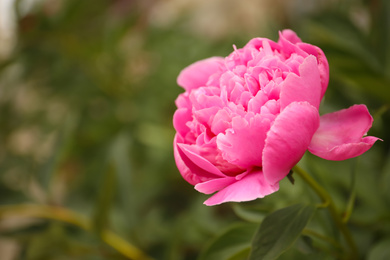 Beautiful blooming pink peony outdoors, closeup. Space for text