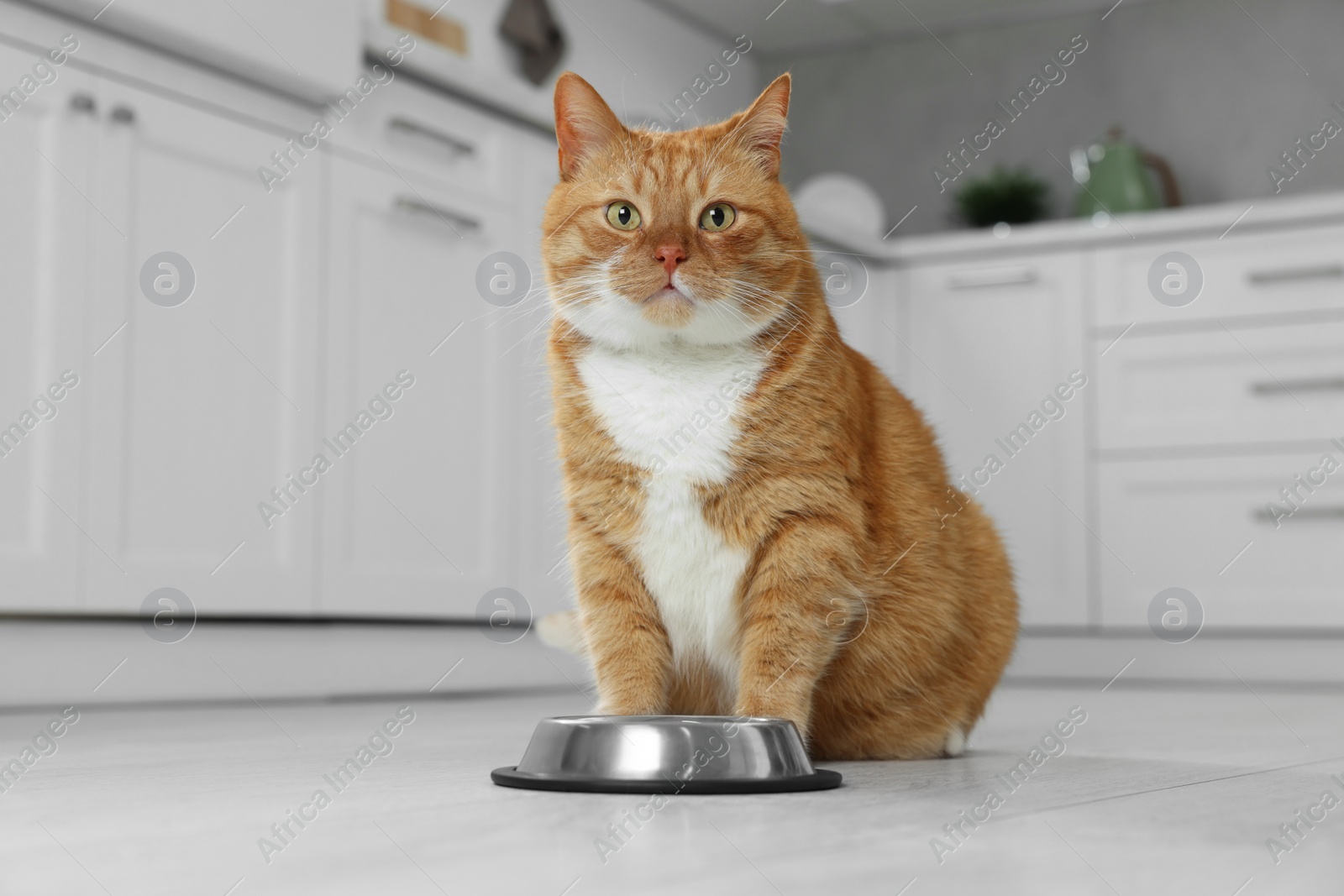 Photo of Cute ginger cat near feeding bowl at home