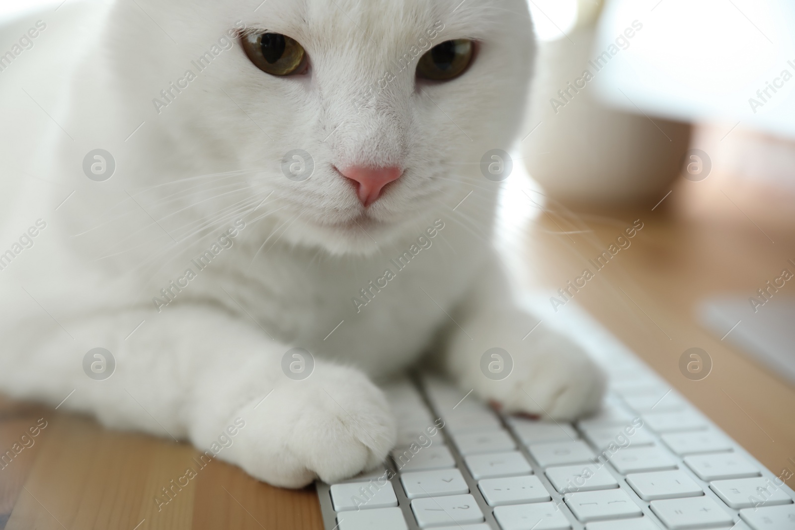 Photo of Adorable white cat lying on keyboard at workplace, closeup