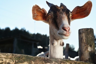 Photo of Cute goat inside of paddock outdoors, low angle view. Farm animal