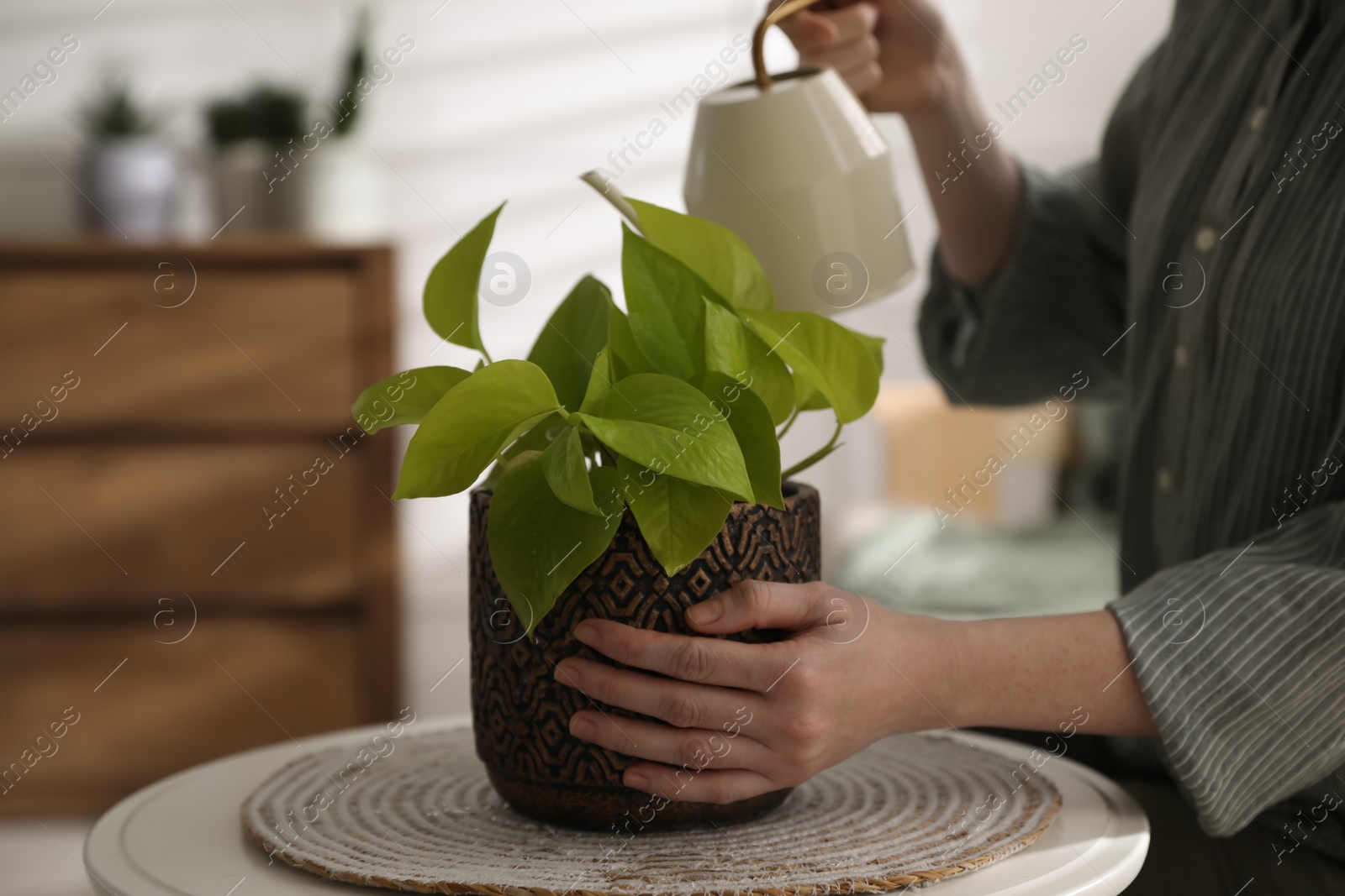 Photo of Woman watering beautiful potted plant indoors, closeup. Floral house decor