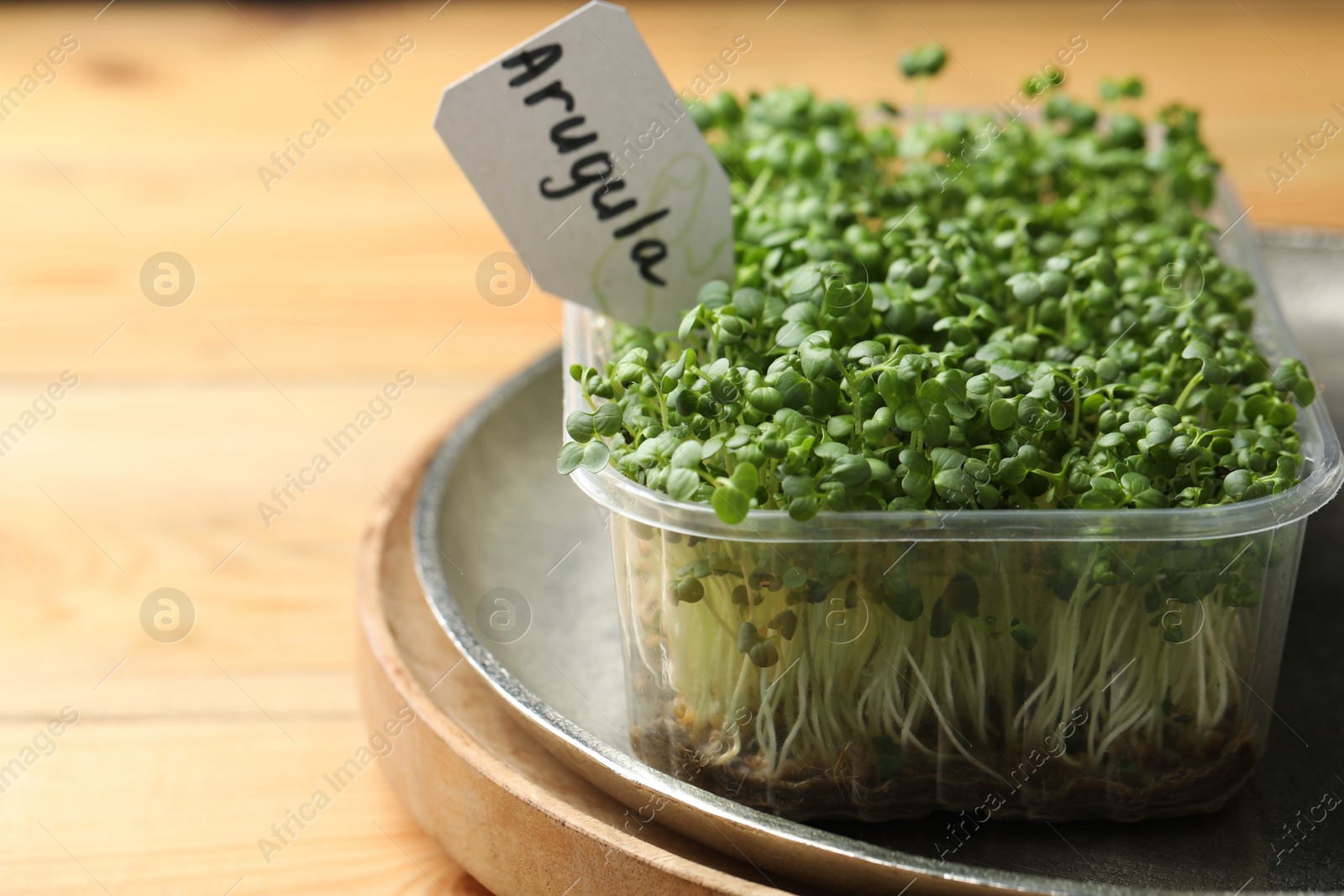 Photo of Sprouted arugula seeds in plastic container on wooden table, closeup