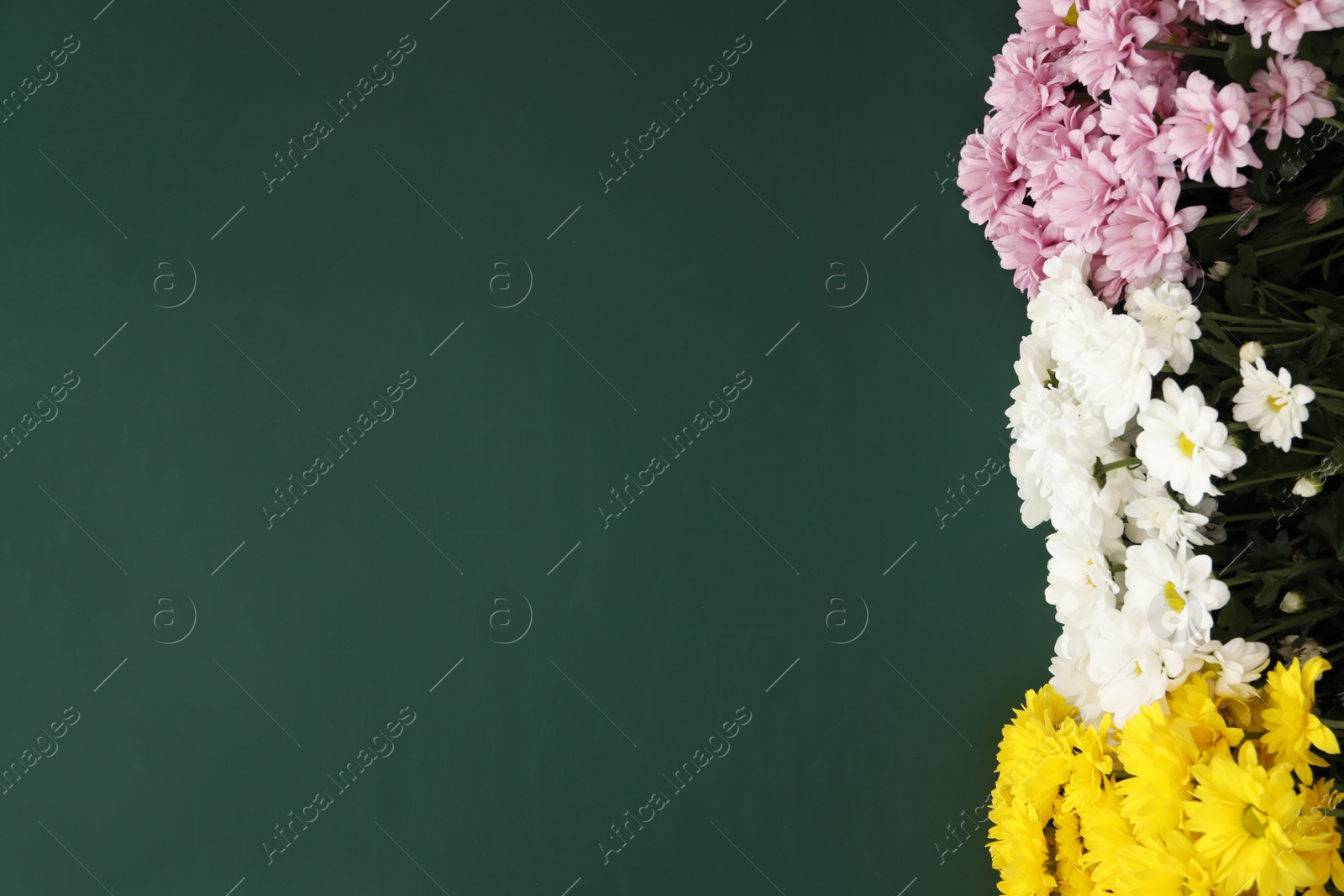 Photo of Beautiful flowers on green chalkboard, flat lay with space for text. Happy Teacher's Day