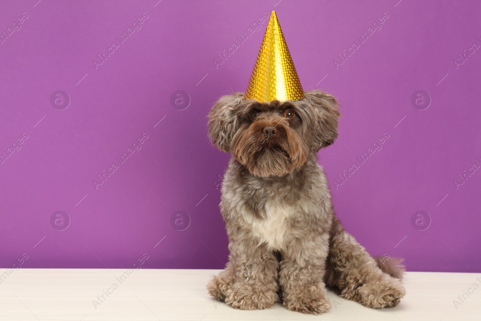 Photo of Cute Maltipoo dog wearing party hat on white table against violet background, space for text. Lovely pet