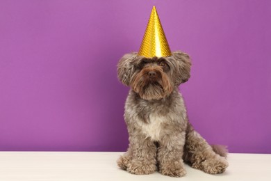 Photo of Cute Maltipoo dog wearing party hat on white table against violet background, space for text. Lovely pet