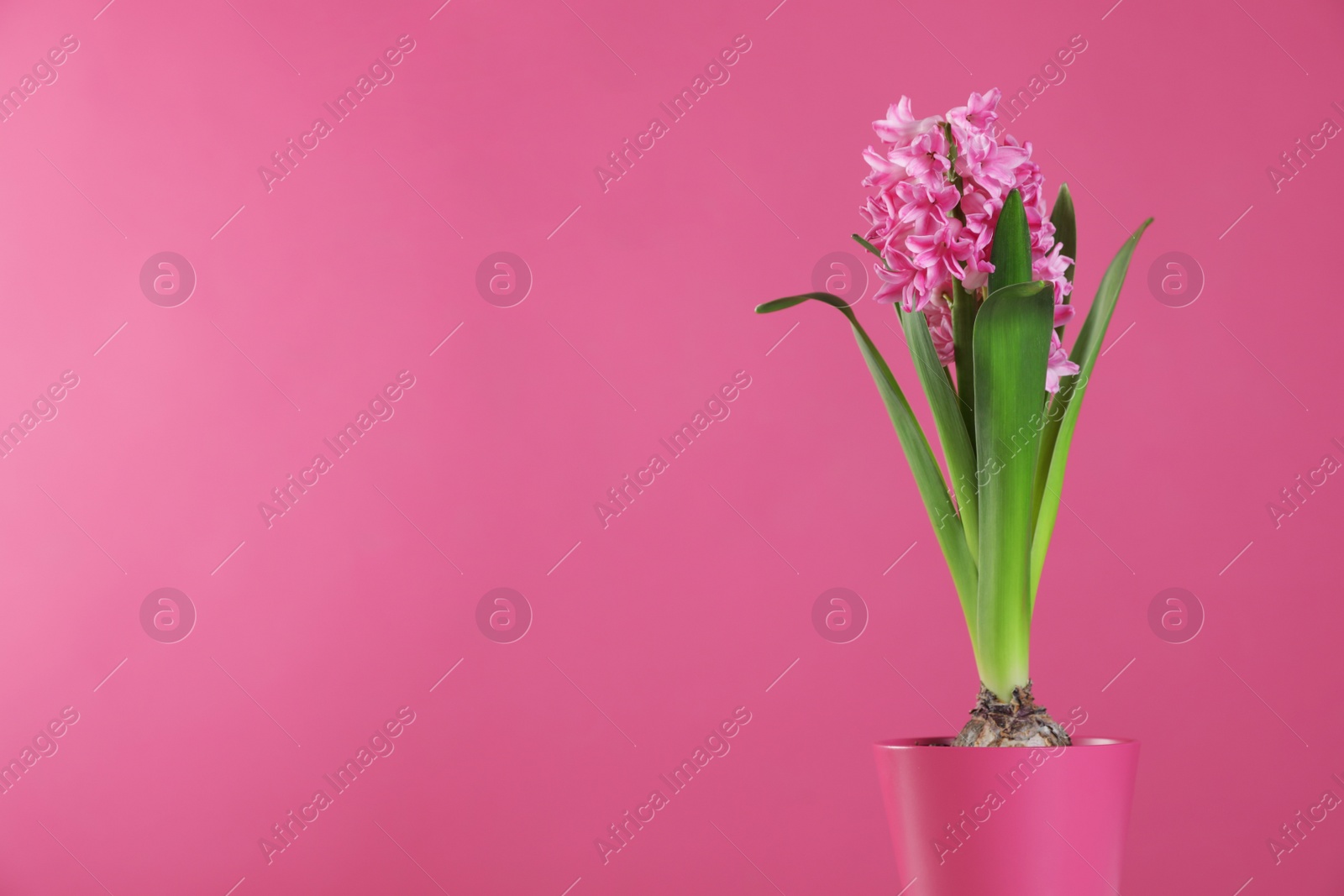 Photo of Beautiful hyacinth in pot on color background, space for text. Spring flower