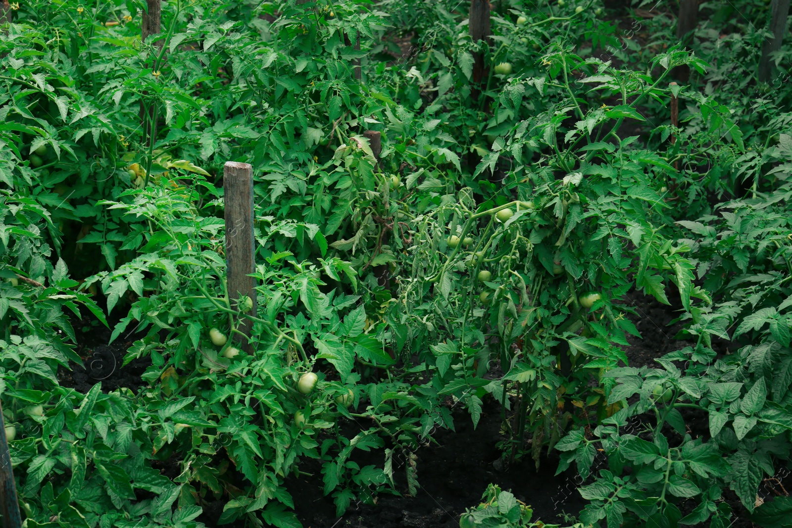 Photo of Beautiful green plants with ripening tomatoes in garden