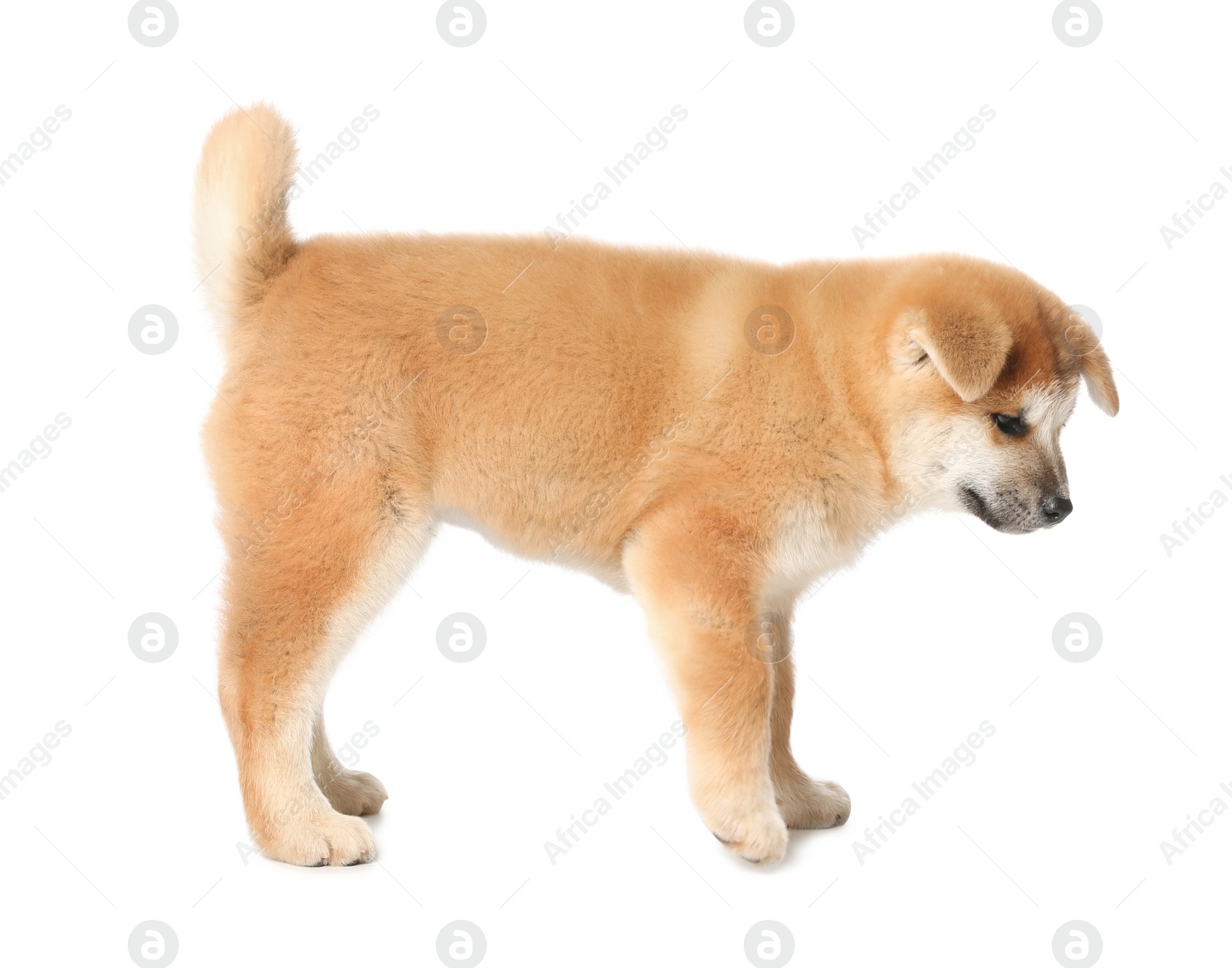 Photo of Cute Akita Inu puppy on white background. Baby animal