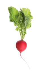 Fresh ripe radish with leaves isolated on white