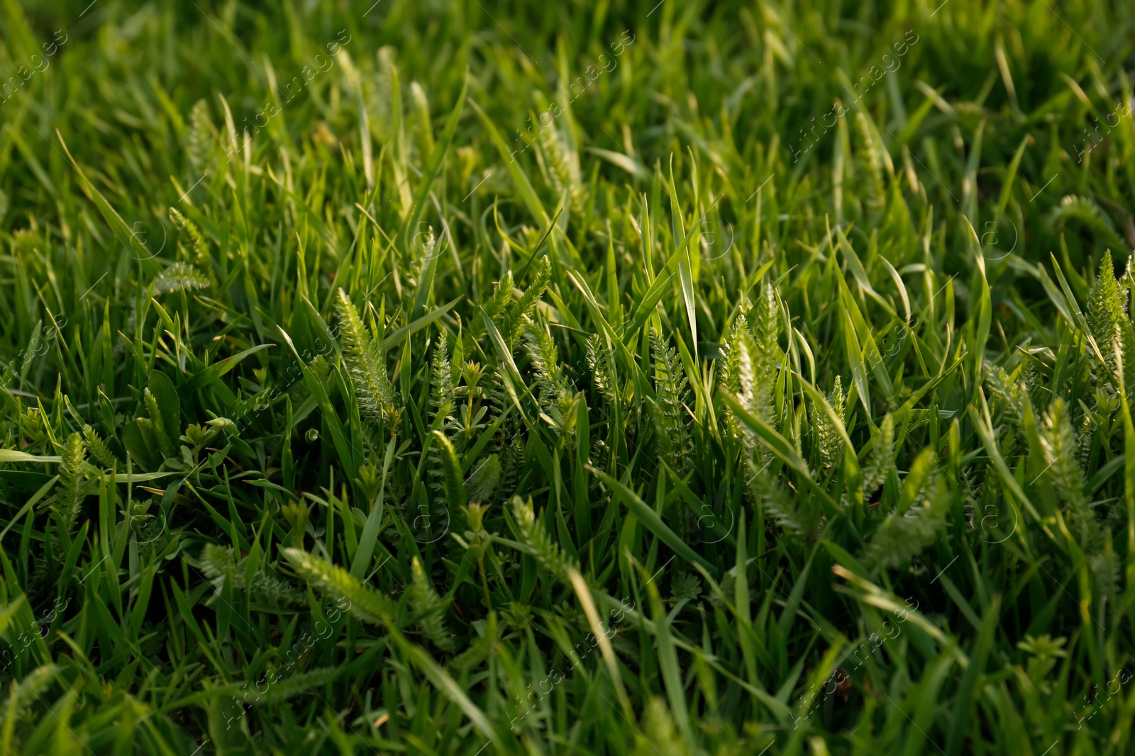 Photo of Green lawn with fresh grass outdoors, closeup