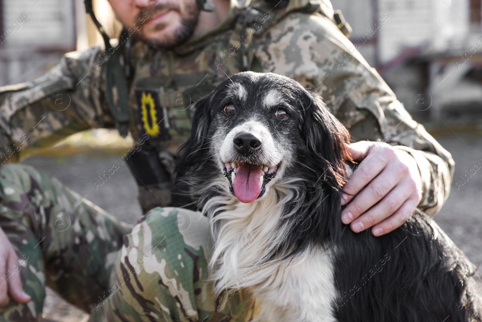Photo of Ukrainian soldier stroking stray dog outdoors, closeup