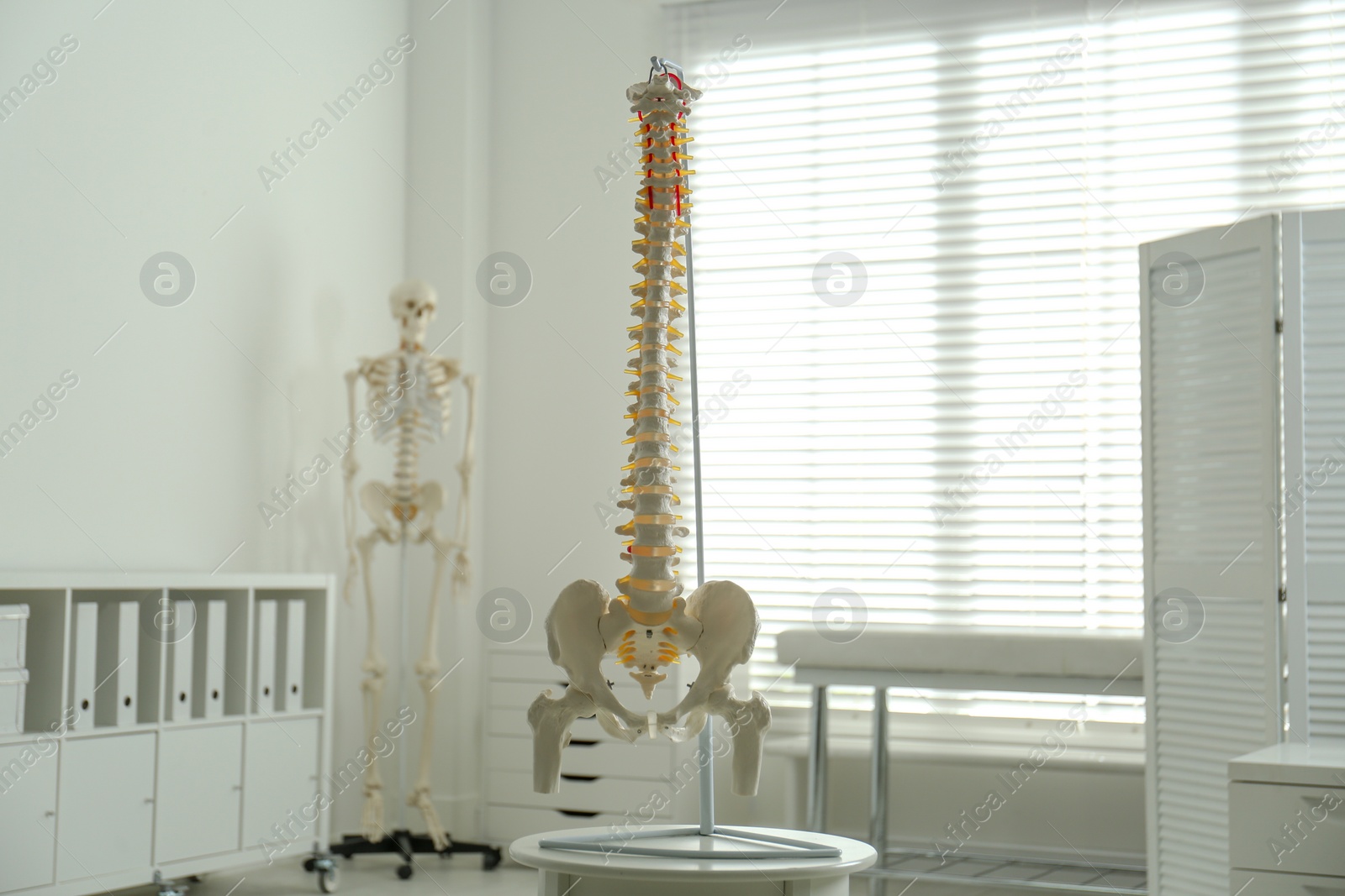 Photo of Human spine model on table in orthopedist's office