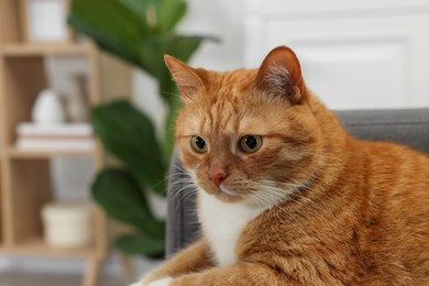 Cute ginger cat lying on armchair at home. Space for text