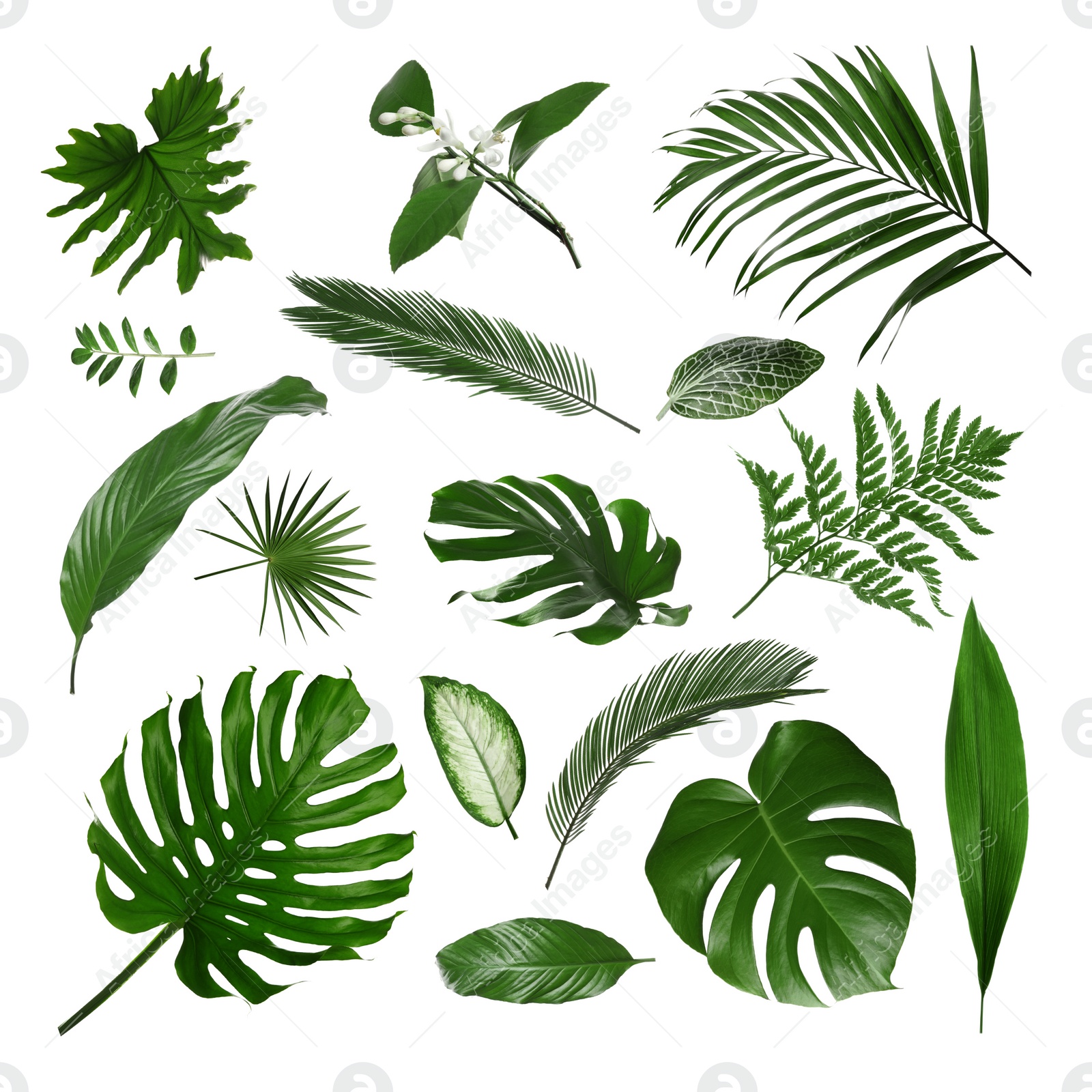 Image of Set with different tropical leaves on white background