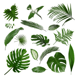 Image of Set with different tropical leaves on white background