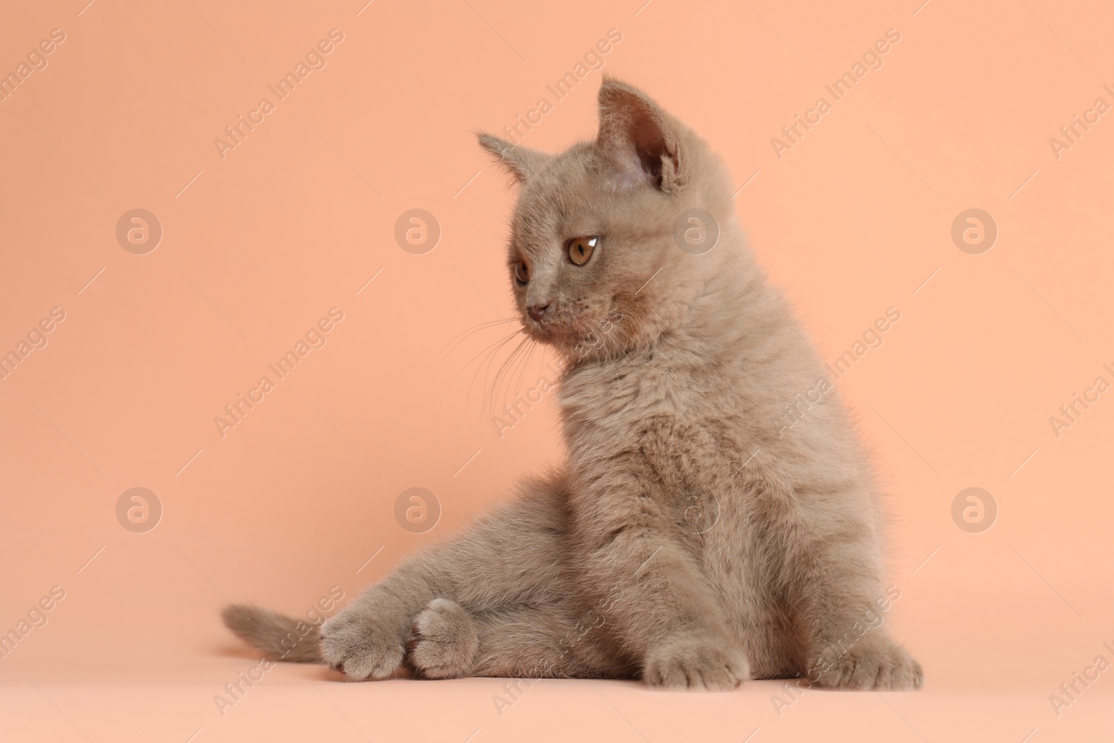 Photo of Scottish straight baby cat on pale pink background