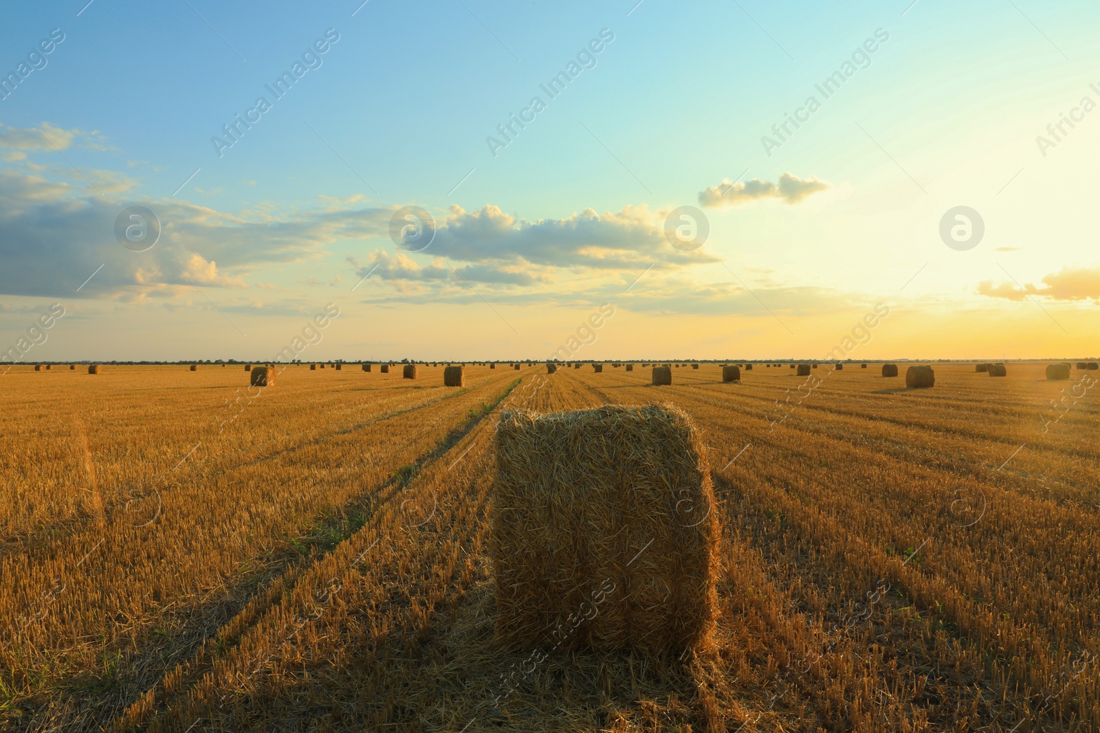 Photo of Beautiful view of agricultural field with hay bales