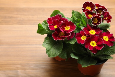 Photo of Beautiful burgundy primula (primrose) flowers on wooden background, space for text. Spring blossom
