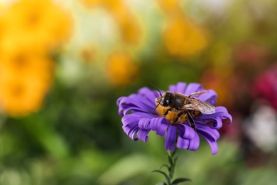 Photo of Beautiful flower with honeybee on blurred background. Space for text