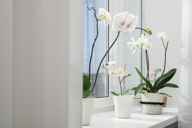 Photo of Blooming white orchid flowers in pots on windowsill, space for text