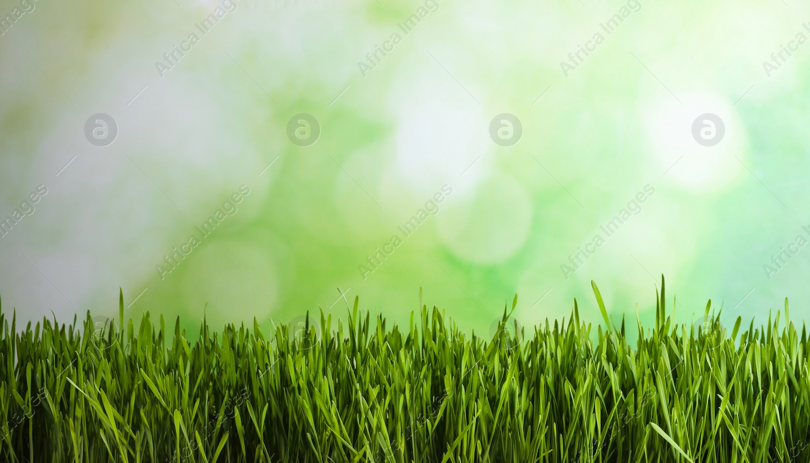 Photo of Fresh spring grass on blurred background, space for text