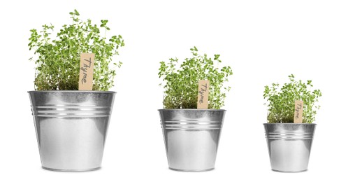 Image of Thyme growing in pots isolated on white, different sizes