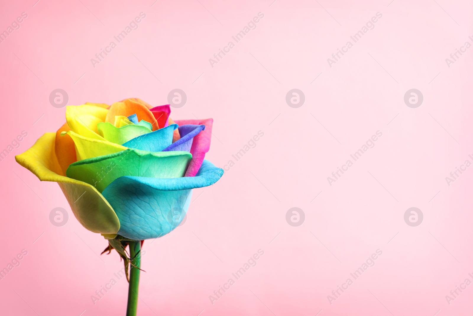 Photo of Amazing rainbow rose flower on color background