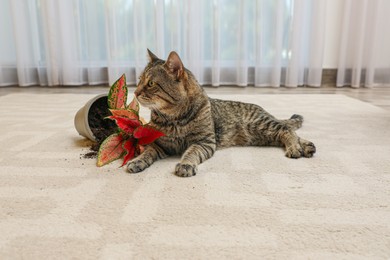 Mischievous cat near overturned houseplant on carpet indoors