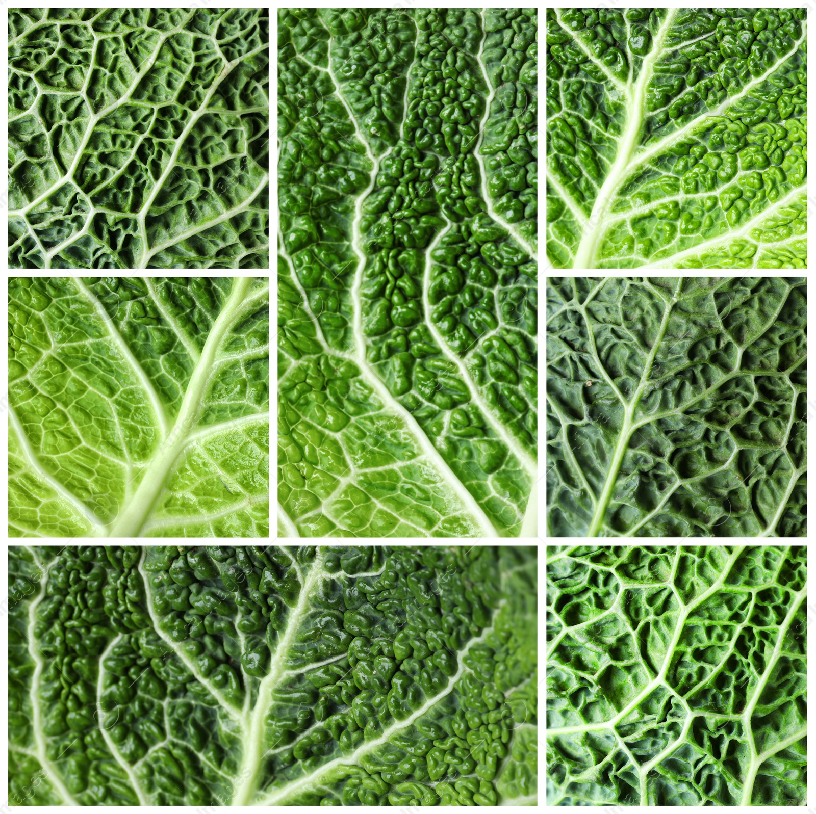 Image of Collage with fresh leaves of savoy cabbages as background, closeup