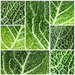 Collage with fresh leaves of savoy cabbages as background, closeup