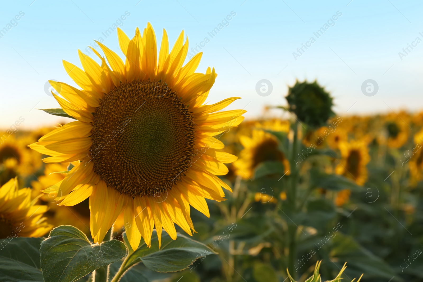 Photo of Beautiful blooming sunflower in field on summer day. Space for text