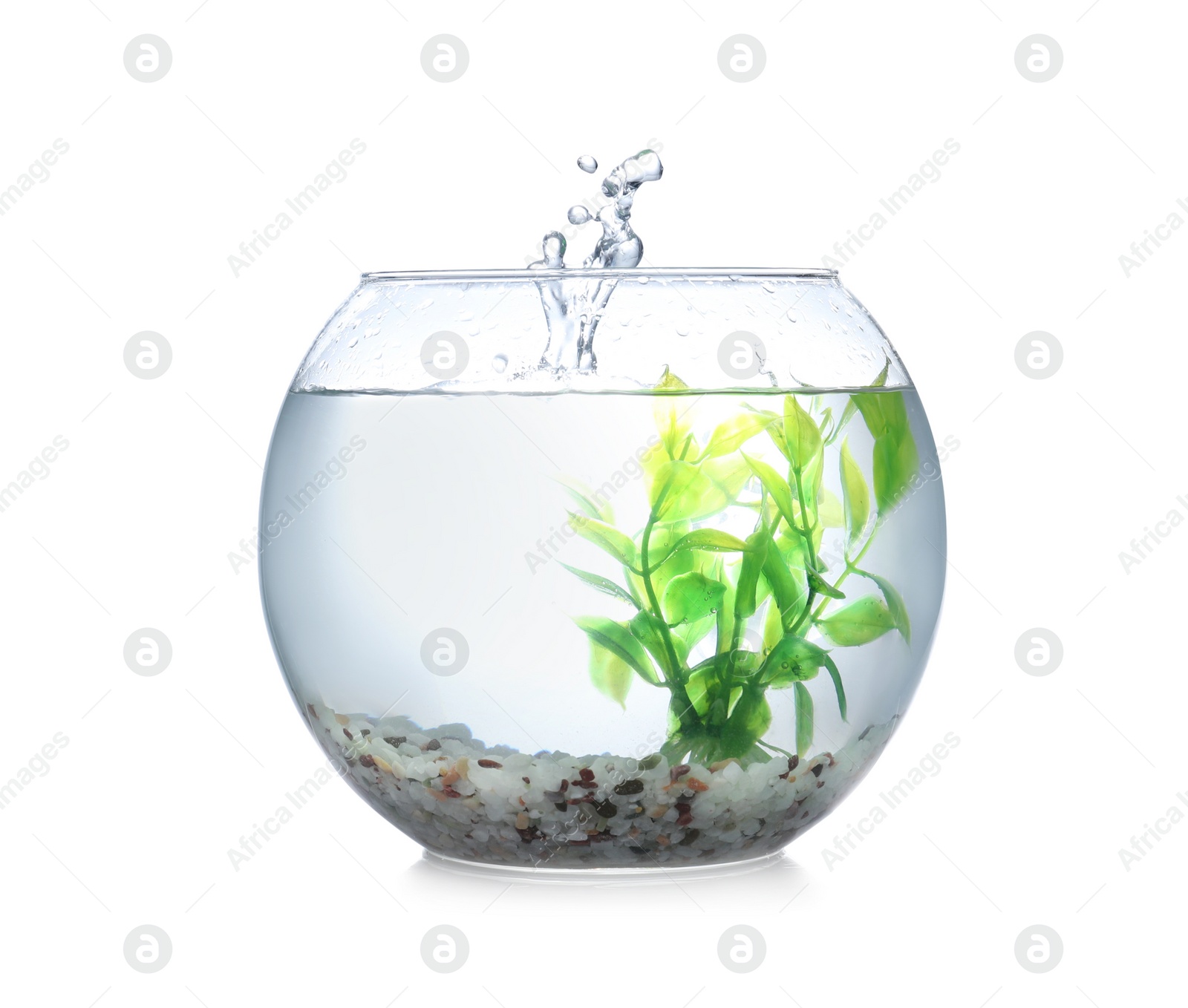 Photo of Splash of water in round fish bowl with decorative plant and pebbles on white background