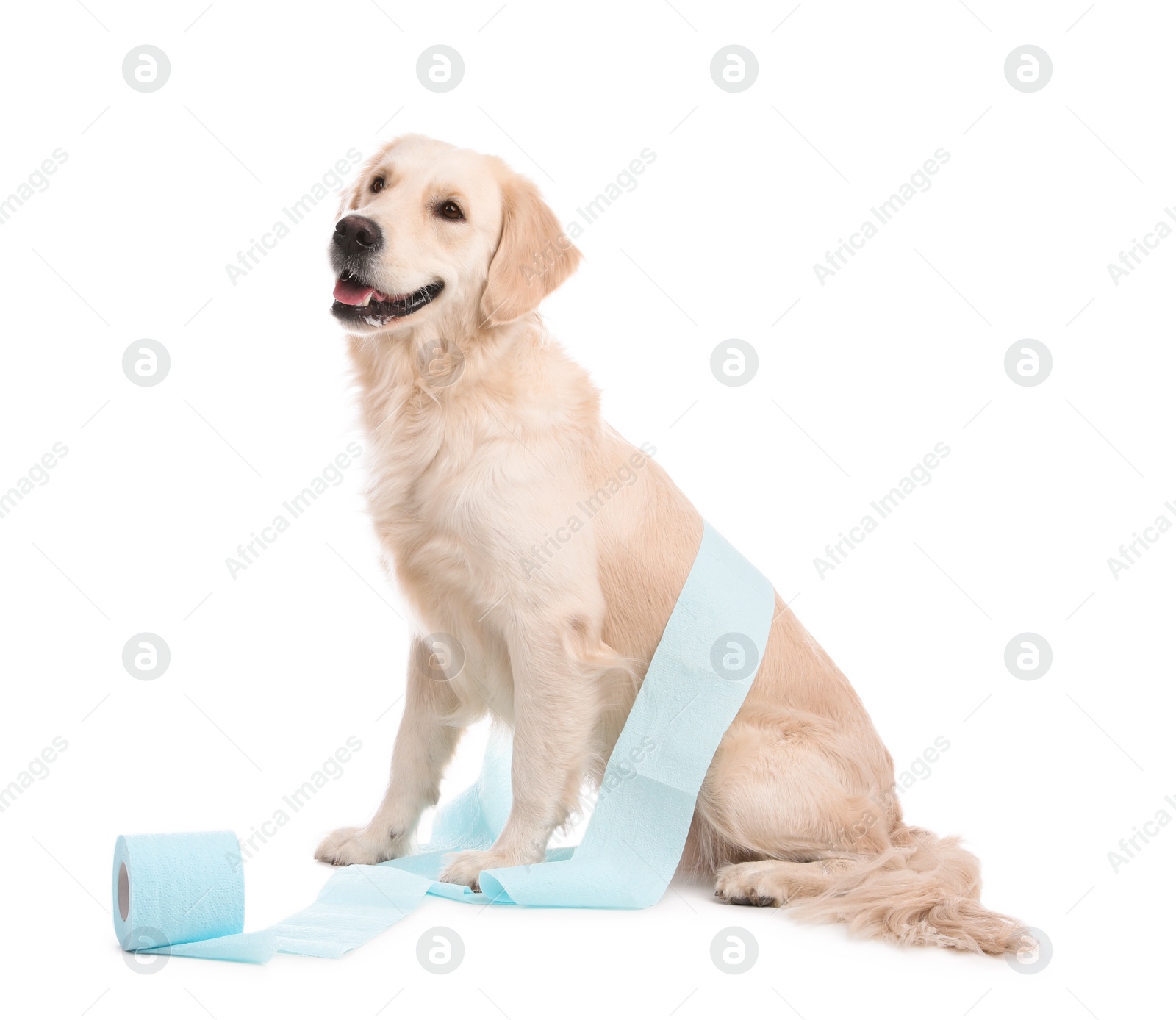 Photo of Cute dog playing with roll of toilet paper on white background