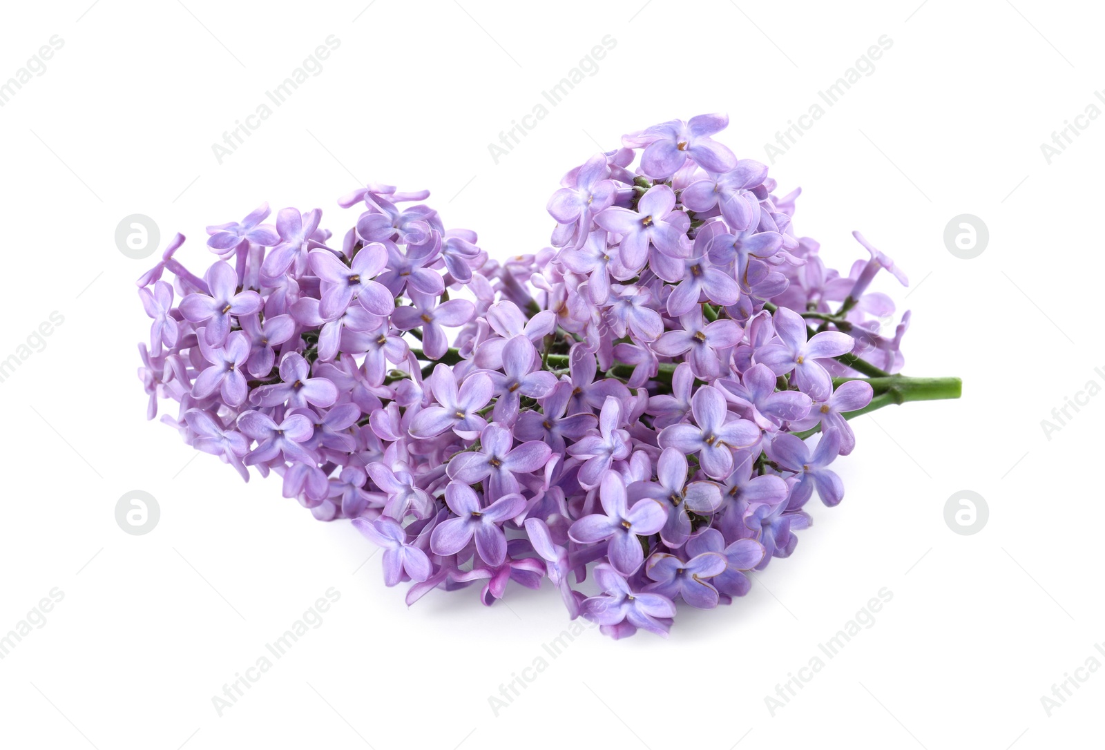 Photo of Beautiful blossoming lilac branch isolated on white