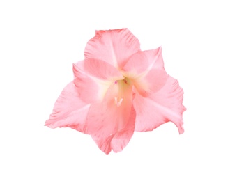 Photo of Beautiful pink gladiolus flower on white background