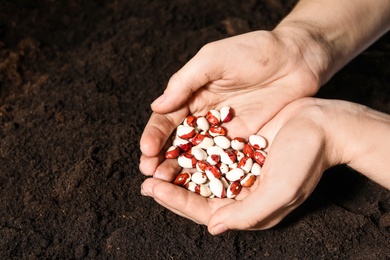 Woman holding pile of beans over soil, closeup with space for text. Vegetable seeds planting