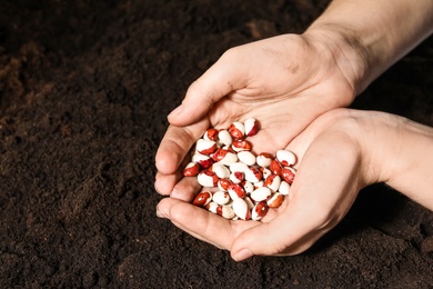 Photo of Woman holding pile of beans over soil, closeup with space for text. Vegetable seeds planting