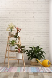 Exotic houseplants with beautiful leaves and decorative ladder near white brick wall in room