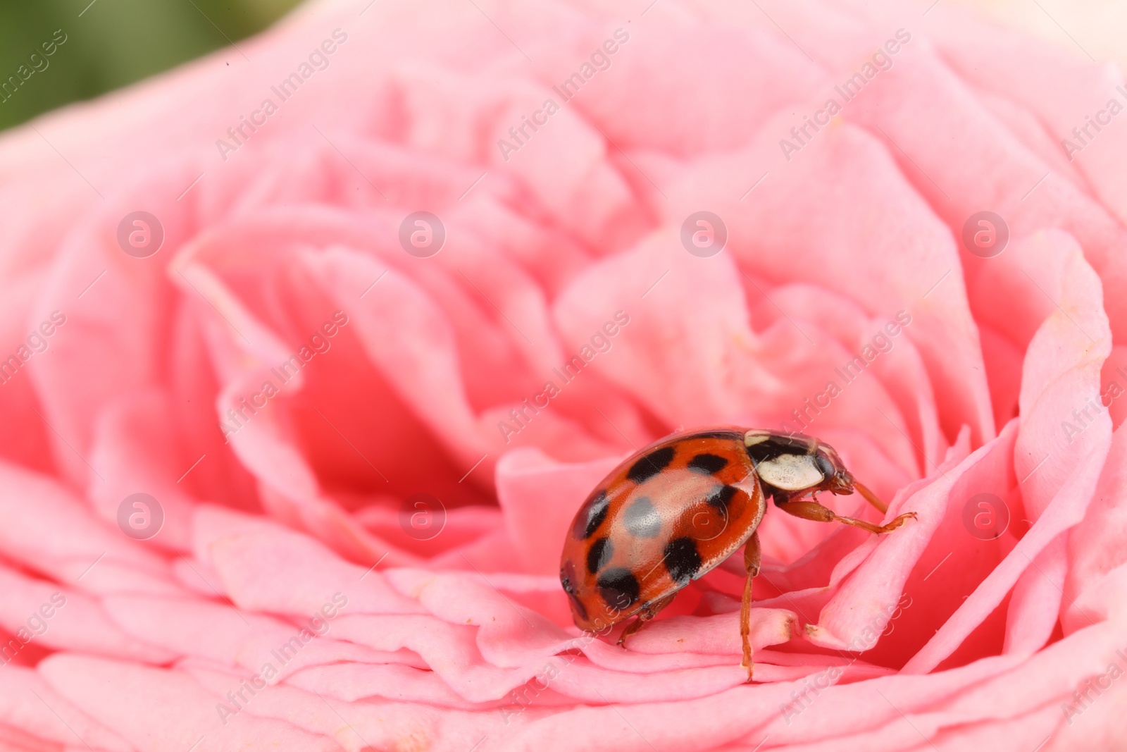 Photo of Ladybug on beautiful pink flower, macro view. Space for text