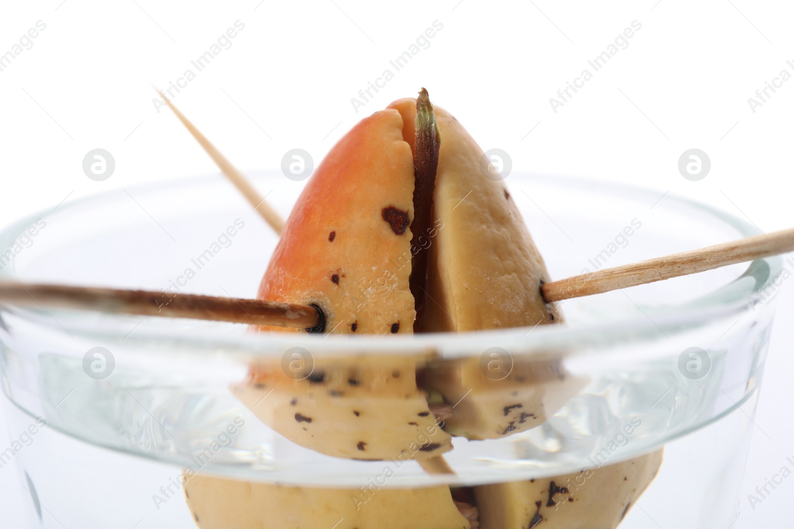 Photo of Avocado pit with sprout in glass of water on white background, closeup