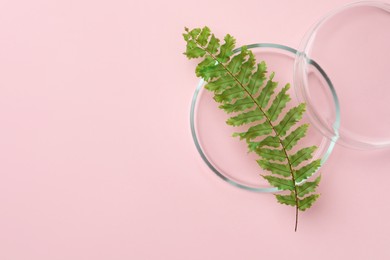 Photo of Petri dish with fern leaf on pink background, flat lay. Space for text